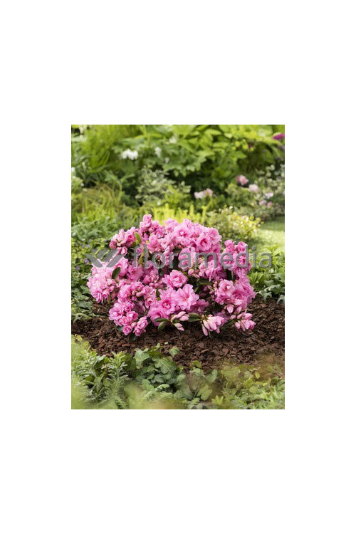 Azalia japońska 'Rosebud' Azalea japonica