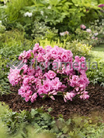 Azalia japońska 'Rosebud' Azalea japonica