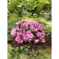 Azalia japońska 'Rosebud' Azalea japonica