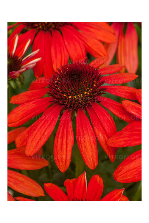 Jeżówka 'Magenta Pearl' | Echinacea