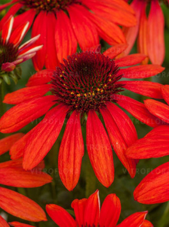 Jeżówka 'Magenta Pearl' | Echinacea