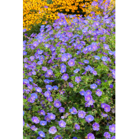 Bodziszek himalajski 'Gravetye' | Geranium himalayense