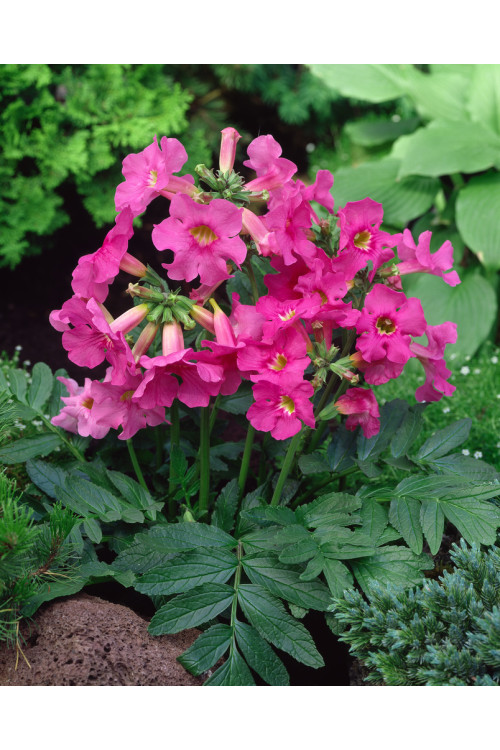 Inkarwilla Delavaya Incarvillea delavayi