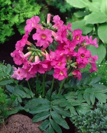 Inkarwilla Delavaya Incarvillea delavayi