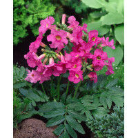 Inkarwilla Delavaya Incarvillea delavayi