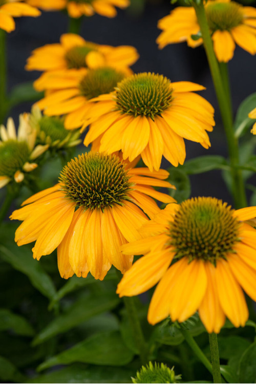 Jeżówka 'SunMagic Fantastic Yellow' | Echinacea