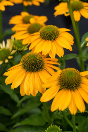 Jeżówka 'SunMagic Fantastic Yellow' | Echinacea