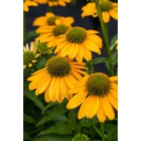 Jeżówka 'SunMagic Fantastic Yellow' | Echinacea
