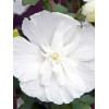 Ketmia syryjska 'White Chiffon' | Hibiscus syriacus