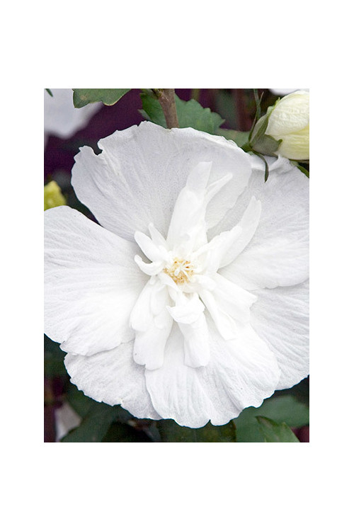 Ketmia syryjska 'White Chiffon' | Hibiscus syriacus