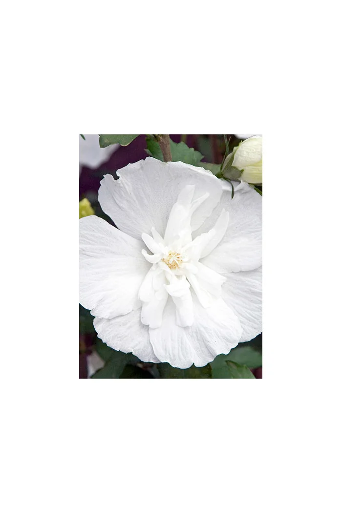 Ketmia syryjska 'White Chiffon' | Hibiscus syriacus
