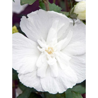 Ketmia syryjska 'White Chiffon' | Hibiscus syriacus