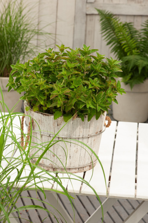 Lebiodka pospolita (Oregano) | Origanum vulgare