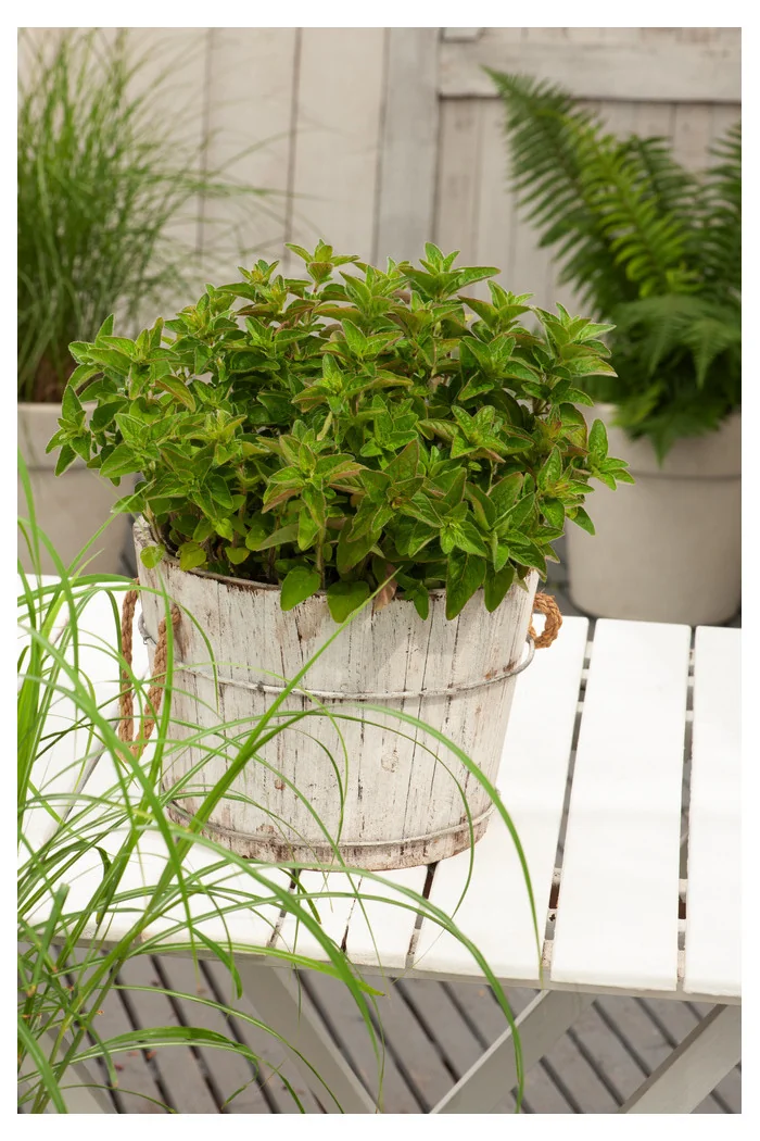 Lebiodka pospolita (Oregano) | Origanum vulgare