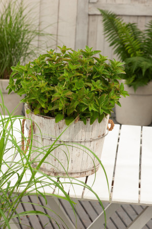 Lebiodka pospolita (Oregano) | Origanum vulgare