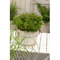 Lebiodka pospolita (Oregano) | Origanum vulgare