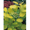 Perukowiec podolski 'Golden Spirit' | Cotinus coggygria