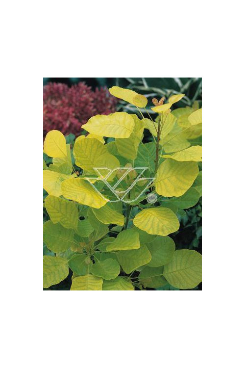 Perukowiec podolski 'Golden Spirit' | Cotinus coggygria