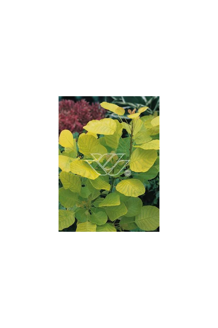 Perukowiec podolski 'Golden Spirit' | Cotinus coggygria