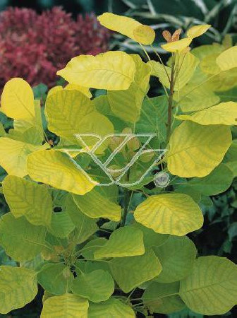Perukowiec podolski 'Golden Spirit' | Cotinus coggygria