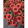 Rudbekia 'Flamenco Dark Orange' Rudbeckia