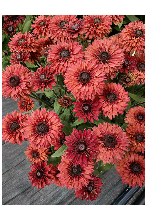 Rudbekia 'Flamenco Dark Orange' Rudbeckia