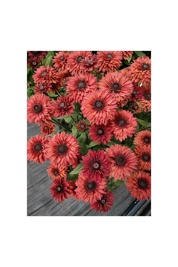 Rudbekia 'Flamenco Dark Orange' Rudbeckia
