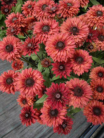 Rudbekia 'Flamenco Dark Orange' Rudbeckia