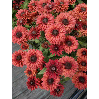 Rudbekia 'Flamenco Dark Orange' Rudbeckia
