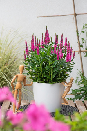 Przetacznik 'Lancita Pink' | Veronica hybrida