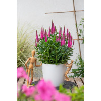 Przetacznik 'Lancita Pink' | Veronica hybrida