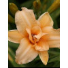 liliowiec, hemerocallis
