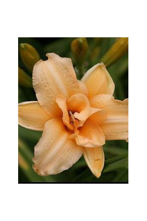 liliowiec, hemerocallis