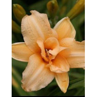liliowiec, hemerocallis