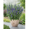 Przetacznik kłosowy ''Anniversary Blue' | Veronica spicata