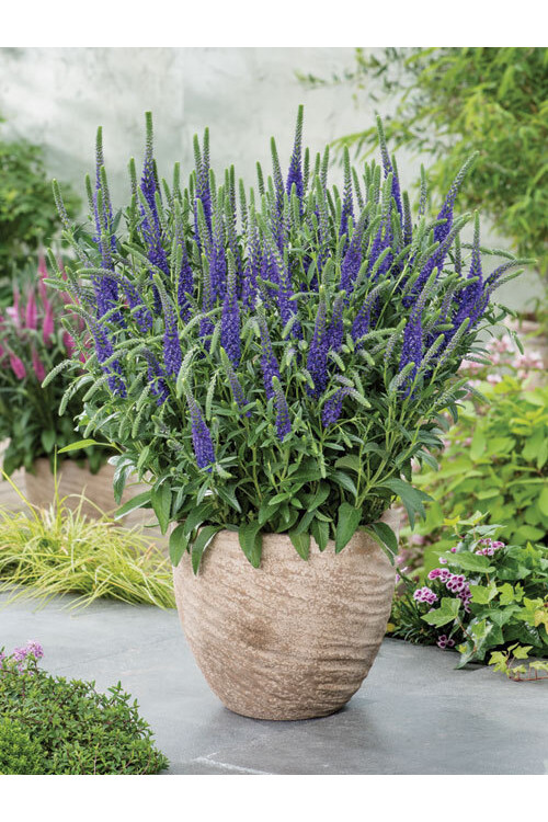 Przetacznik kłosowy ''Anniversary Blue' | Veronica spicata