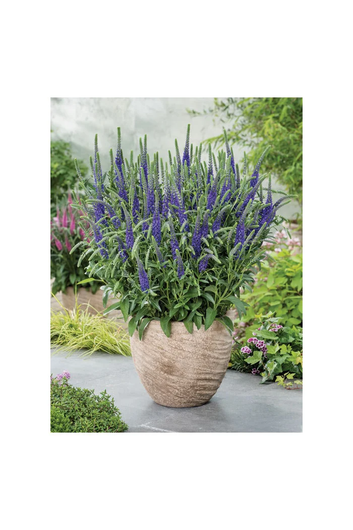 Przetacznik kłosowy ''Anniversary Blue' | Veronica spicata