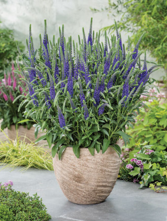 Przetacznik kłosowy ''Anniversary Blue' | Veronica spicata