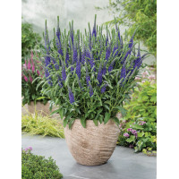 Przetacznik kłosowy ''Anniversary Blue' | Veronica spicata