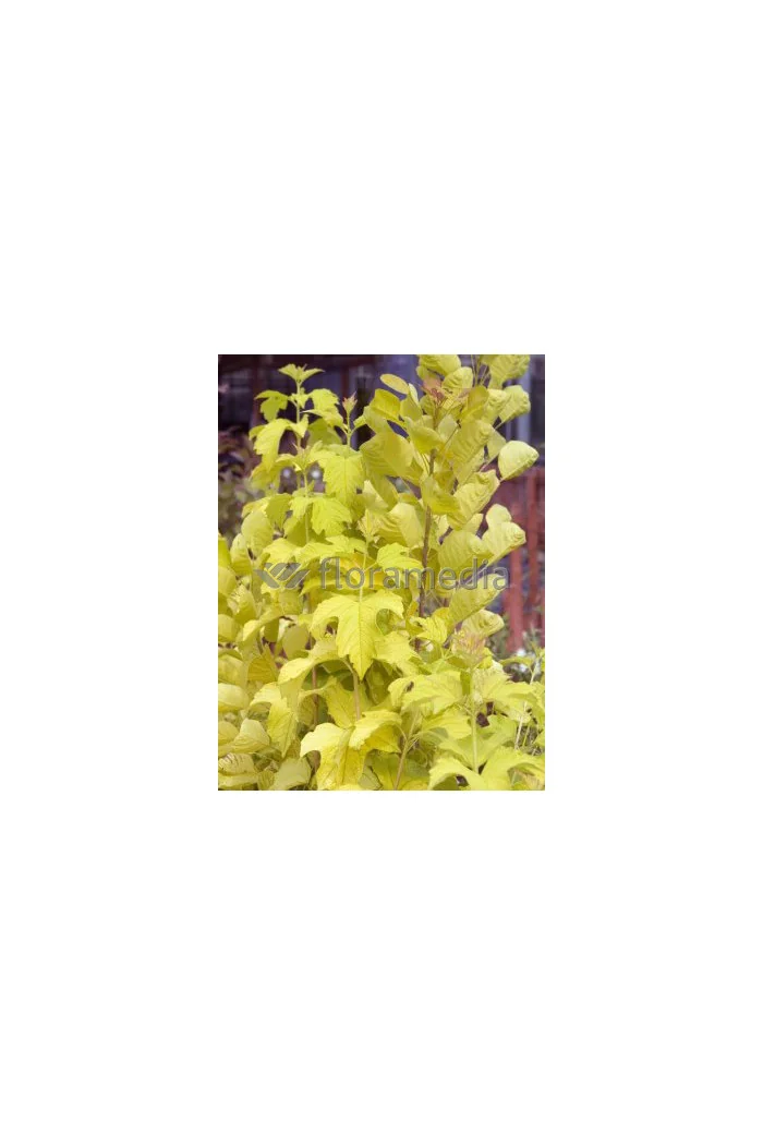 Kalina koralowa 'Park Harvest' Viburnum opulus