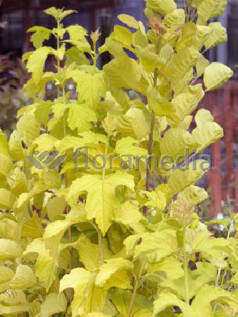 Kalina koralowa 'Park Harvest' Viburnum opulus