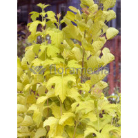 Kalina koralowa 'Park Harvest' Viburnum opulus