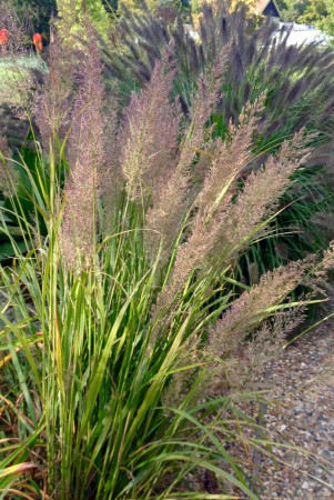 Trzcinnik krótkowłosy | Calamagrostis brachytricha