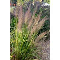 Trzcinnik krótkowłosy | Calamagrostis brachytricha