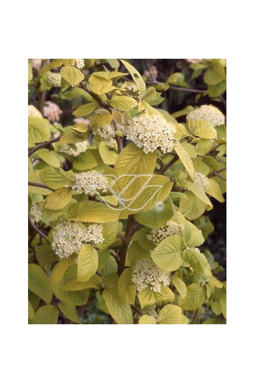 Kalina hordowina 'Aureovariegata' Viburnum lantana