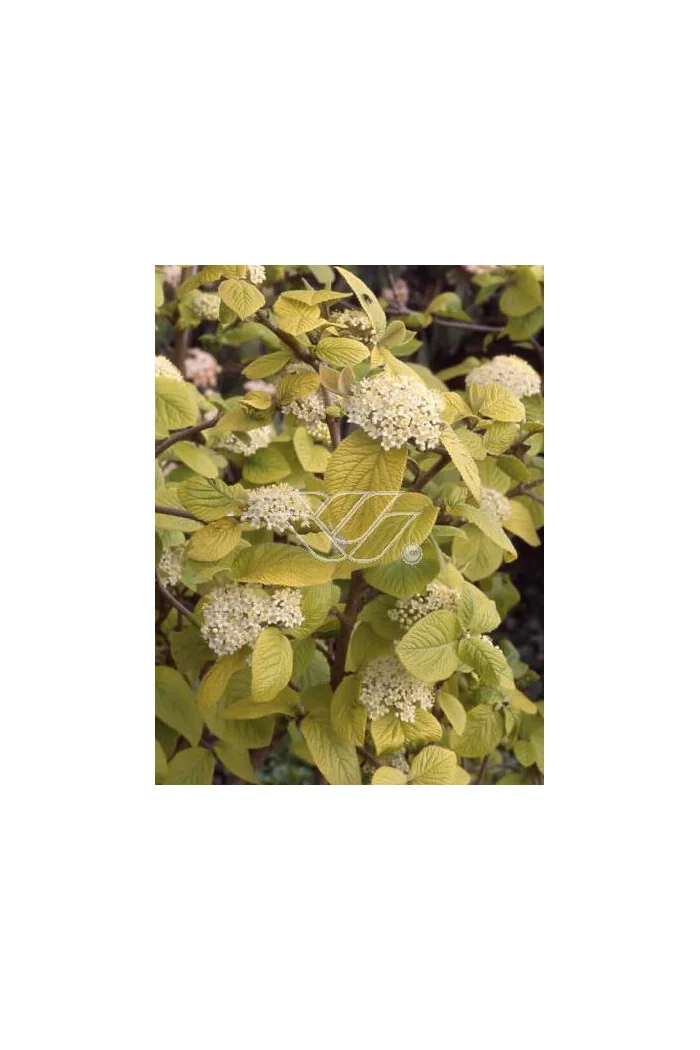 Kalina hordowina 'Aureovariegata' Viburnum lantana