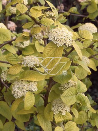 Kalina hordowina 'Aureovariegata' Viburnum lantana