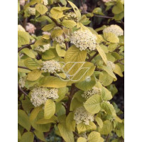 Kalina hordowina 'Aureovariegata' Viburnum lantana