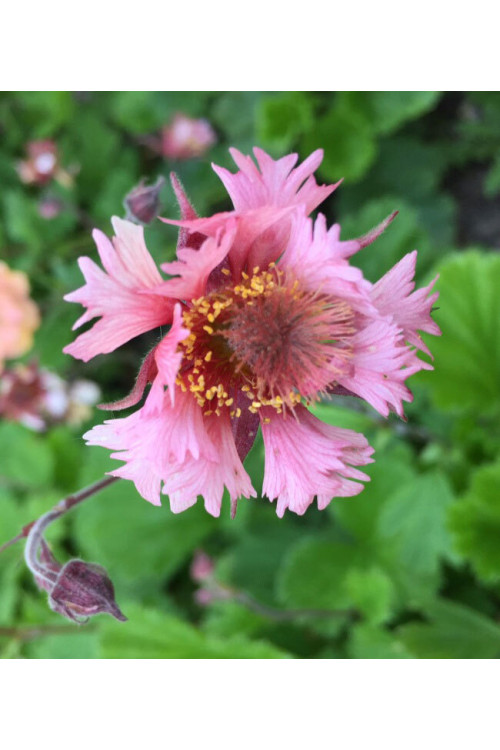 Kuklik zwisły 'Pink Fluffy' Geum rivale