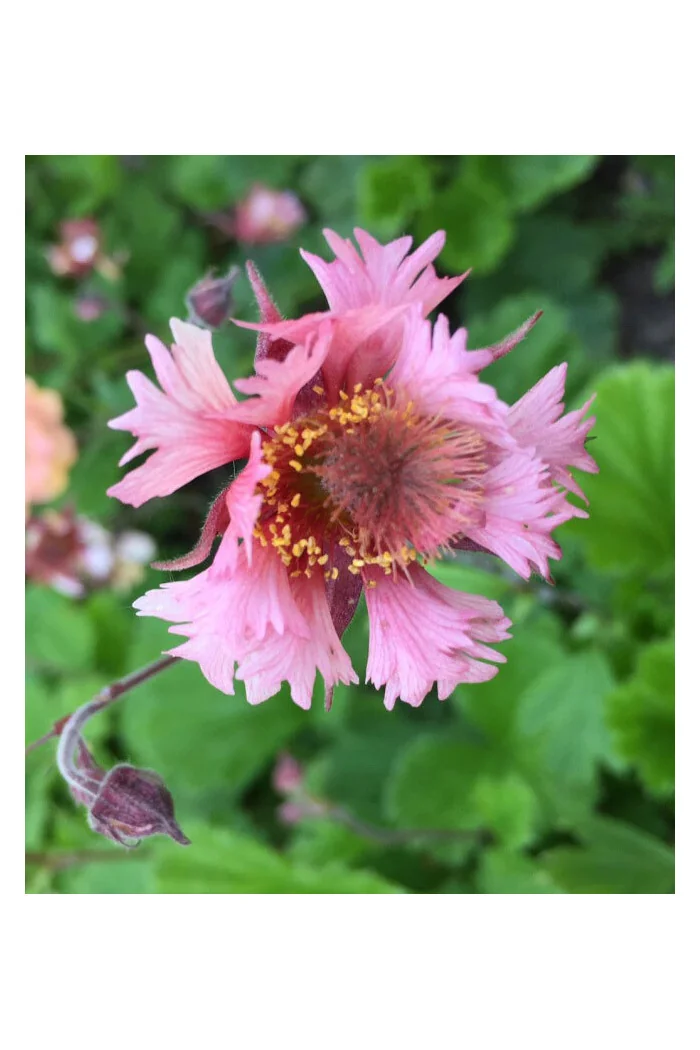 Kuklik zwisły 'Pink Fluffy' Geum rivale